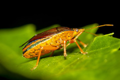 Tynacantha marginata