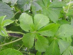 Cyphostemma lanigerum