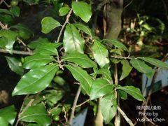 Diospyros rhombifolia