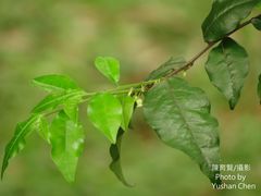 Diospyros rhombifolia