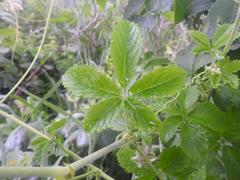 Cyphostemma lanigerum