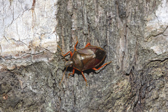 Tynacantha marginata