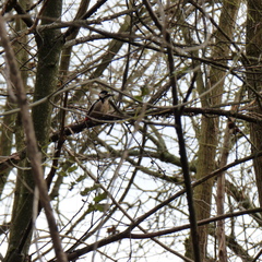 Dendrocopos major