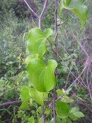 Dioscorea cotinifolia