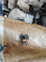 Anasaitis elegantissima