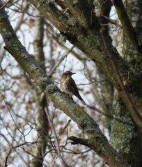 Turdus iliacus