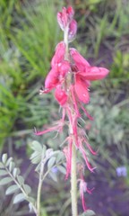 Indigofera sanguinea