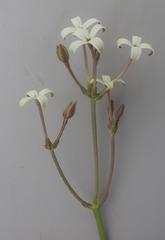 Kohautia amatymbica