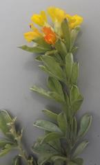 Leobordea corymbosa