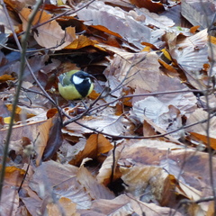 Parus major