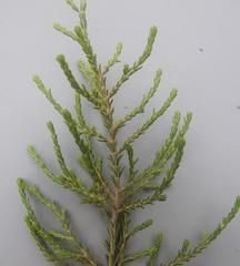 Passerina montana