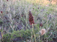 Pterocaulon purpurascens