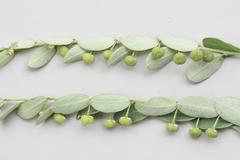 Phyllanthus delagoensis