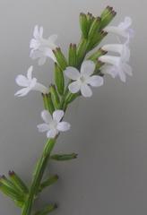 Priva flabelliformis