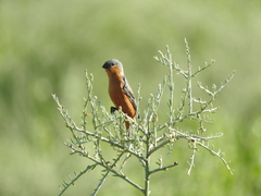 Sporophila hypoxantha