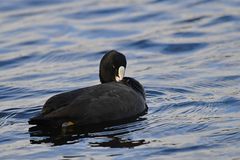 Fulica atra