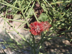 Prosopis sericantha