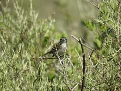 Serpophaga griseicapilla