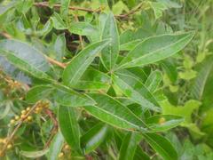 Searsia transvaalensis