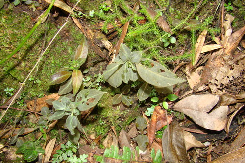 Image of Manettia luteorubra by (c) Lucas Kaminski, some rights reserved (CC BY)