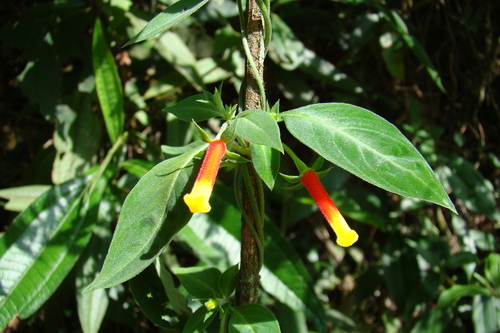 Manettia luteorubra, photograph 2