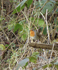 Erithacus rubecula