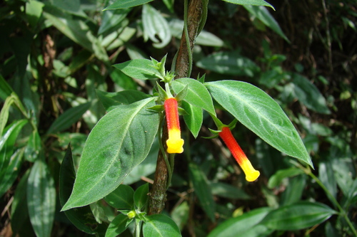 Image of Manettia luteorubra by (c) Lucas Kaminski, some rights reserved (CC BY)