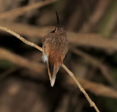 Phaethornis
