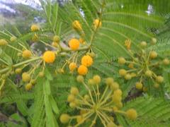Vachellia davyi