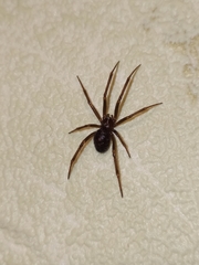 Steatoda grossa