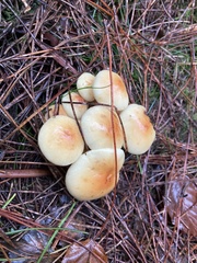 Fungi