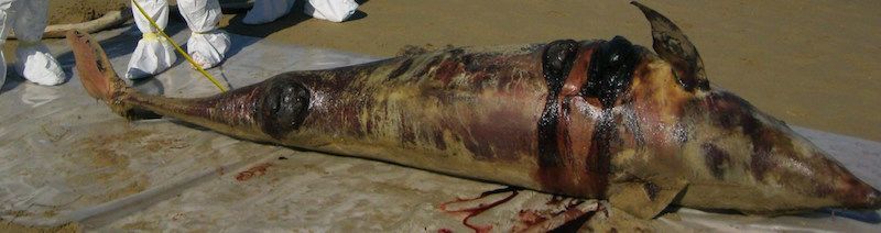 Tursiops truncatus<br>27 September, 2021