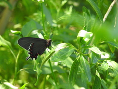 Parides bunichus