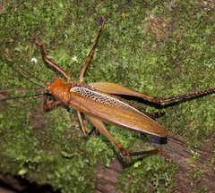 Ischnomela pulchripennis