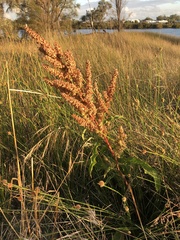 Rumex crispus