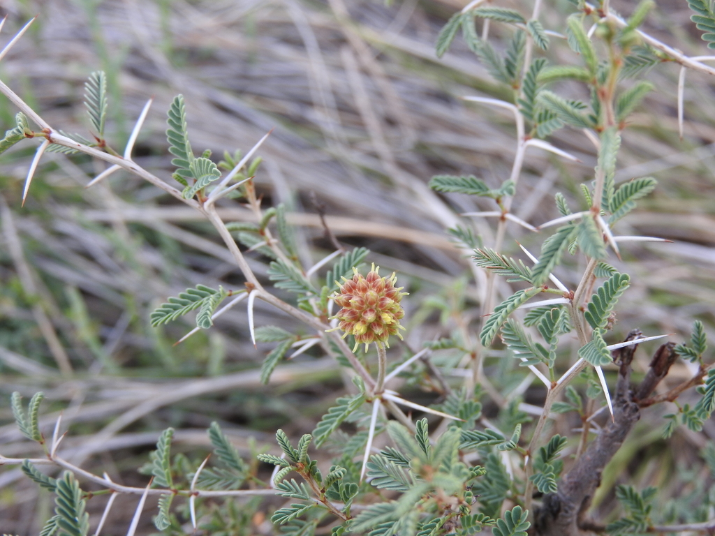 Prosopis reptans Benth. 4