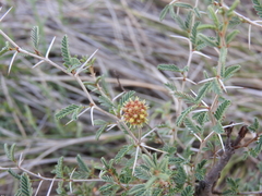 Prosopis reptans