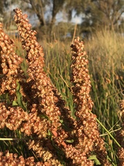 Rumex crispus