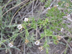 Lippia salsa
