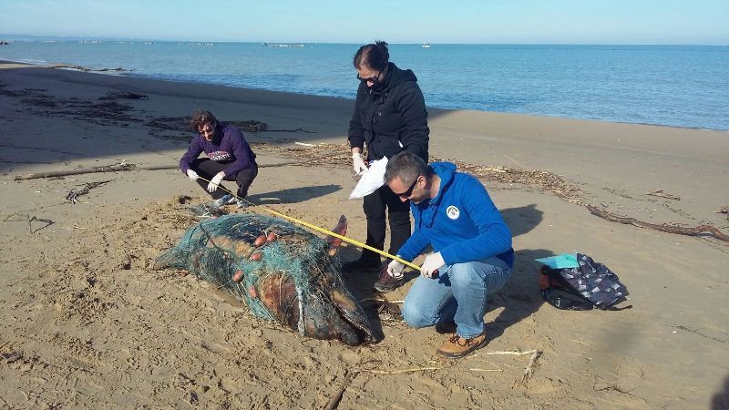 Tursiops truncatus<br>27 September, 2021