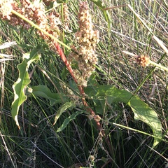 Rumex crispus