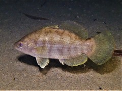 Hypopterus macropterus