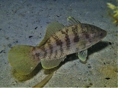 Hypopterus macropterus