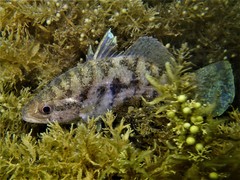 Hypopterus macropterus