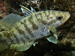 Hypopterus macropterus