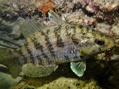 Hypopterus macropterus