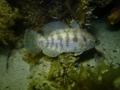 Hypopterus macropterus