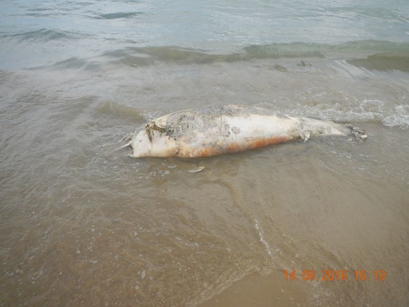Tursiops truncatus<br>14 June, 2016
