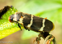 Phymatostetha birmanica