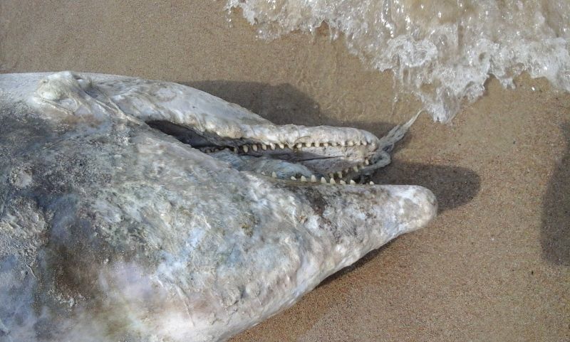 Tursiops truncatus<br>24 June, 2016